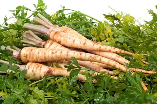 JustSeed - Vegetable - Parsley - Hamburg - Turnip Rooted - 500 Seeds - Economy Pack