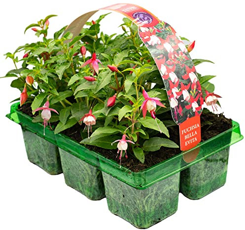 6 x Basket Plants - Fuchsia Bush Bella Evita | Garden Bedding, Border, Hanging Basket Display Annuals