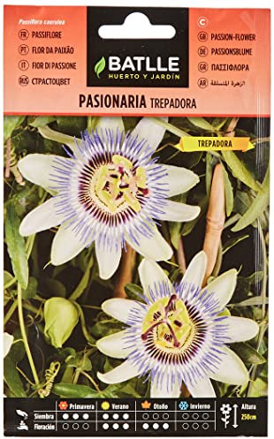 PASSIFLORE GRIMPANTE Blanche