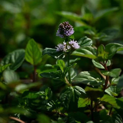 semi di menta piperita biologici - rare da giardino resistenti da balcone ufficio decorazioni per esterni 400pcs