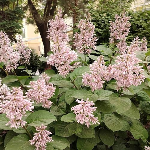 lillà - balcone primaverili giardino roccioso in vaso ornamentali 420semi