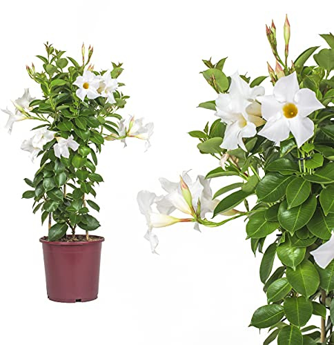 Dipladenia Mandevilla/jazmín chileno– aprox. 50 a 60 cm / Planta trepadora multicolor floreciente – Fácil de limpiar