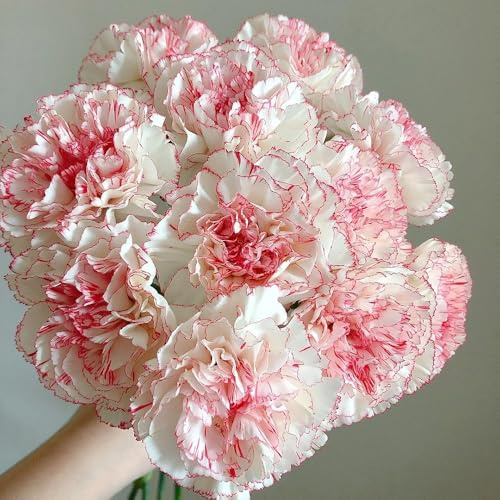 semillas de clavel,para el jardín,coloridos resistentes en macetas,semillas de Macetas,para lugares soleados.300pcs