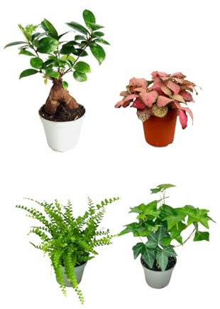 I Giardini di Giulia | Kit 4 Piantine Verdi per Terrarium Fai-da-Te | Ficus Ginseng Mini, Fittonia, Felce, Edera | Piante Vive da Interno Facili da Curare (Fittonia rossa)