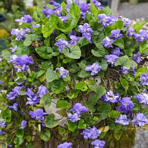 duftveilchen samen mehrjährig winterharte pflanzen für garten duftveilchen pflanzen bio saatgut, pflanzensamen hochbeet samen, pflanzen für sonnige plätze kräuterpflanzen, indoor 100pcs