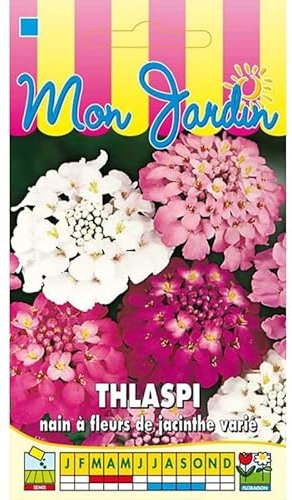 Sachet de graines de Thlaspi nain à fleurs de jacinthe varié - 2 g - fleur annuelle - LES GRAINES BOCQUET