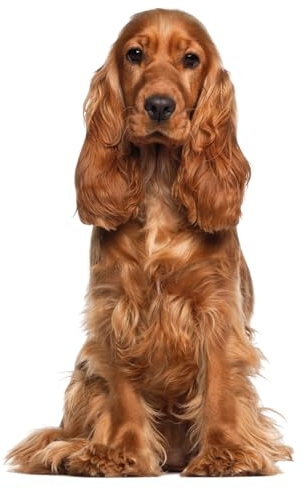 Image de fenêtre English Cocker Spaniel I imprimé des deux côtés I 39,8 x 24,4 cm I réutilisable I adhésif statique I dv1321