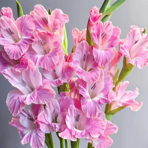Bulbi di gladioli, I bulbi da sono perenni, resistenti bulbosi da giardino 5pcs