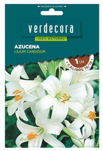 Verdecora Bulbo de Azucena (1 ud) | Lilium candidum | Floración en Primavera y Verano | Flores Blancas y Aromáticas | Ideal para Jardines y Macetas(PORTES INCLUIDOS)