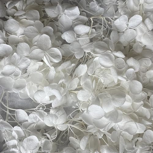 Preserved Dried Hydrangea - 10g of Hydrangea Flower Petals, UK Florist, for Wedding Decor, DIY, Handmade, Party Office Home Decor (White)