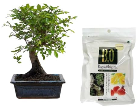 Verdecora Bonsái Zelkova 5 años | En maceta de cerámica 15x10x5cm + Biogold 900gr | Zelkova Parvifolia | Planta Natural Interior | Follaje Elegante y Ramificación Compacta | Ideal para Decoración Zen