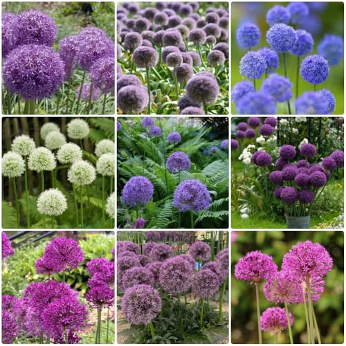 Semi di Allium giganteum, decorazione da giardino per esterni Semi di porro gigante, semi rari vecchie varietà semi di prodotti sostenibili 250pcs