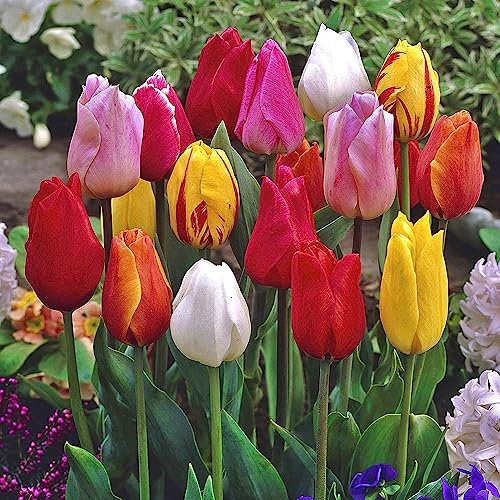 10 x Tulip Single Early Mixed - Sturdy & Reliable Perennial - Early Flowering Variety -Perfect for Starting The Spring Off with an Explosion of Colour - for Your Beautiful Garden
