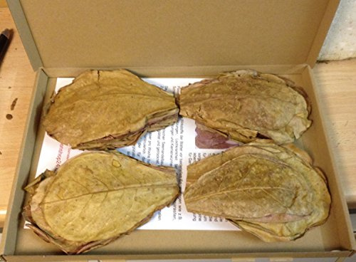100 g Nano (ca. 10 cm/ca. 100 stück) seemandel original bomullsblad från Catappa Leaves + + blixtleverans + + + lövträd seemandel Terminalia Catappa-blad
