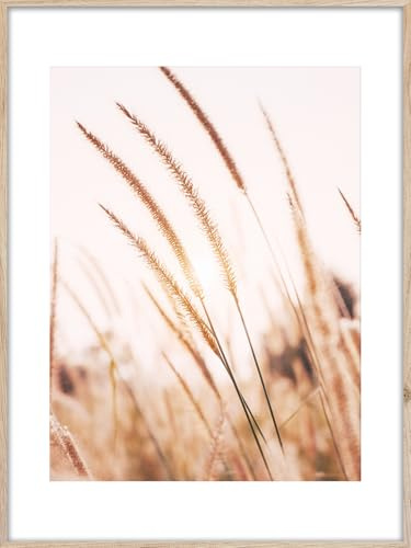 Rambild gräs 1 | Artbox väggbild | bild med träram utseende rambild | Vete gräs sommar sol natur fält äng atmosfär | vardagsrum sovrum kontor | orange vit brun rosa | 50 x 70 cm