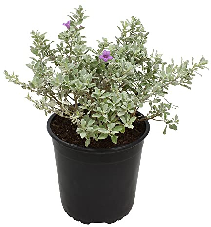 1G Silverado Sage Plant, Shrubs Live in Planters for Outdoor Plants Live, Live Plants Gardening Gifts, Live Plant Front Porch Decor, Sage Plants Edging for Landscaping, Garden Decor By Plants for Pets