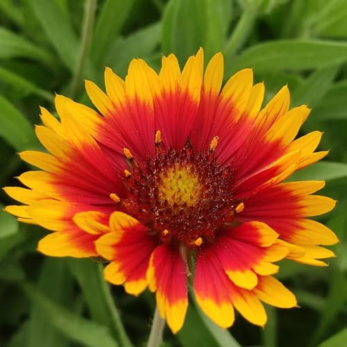 kokardenblume staude winterhart samen - wildblumen balkonblumen, schnittblumen samen kokardenblume samen, topfpflanzen draußen winterhart, frühlingsblume blumenwiese samen, 50pcs