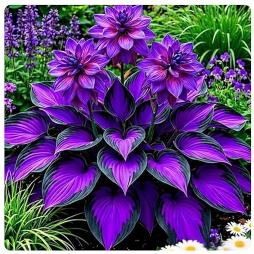 Hosta, jardín de sombra de bajo mantenimiento, tolerante a la sequía, resistente al frío, colores mixtos (perenne resistente, excelente pantalla), 6 bombillas, G