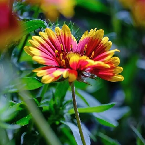 200 Pcs Kokardenblume Staude Winterhart Pflanze Samen - Wildblumen Balkonblumen, Schnittblumen Samen (Gaillardia Aristata) Topfpflanzen Draußen Winterhart, Frühlingsblume Wiesensaatgut,