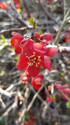 Chaenomeles speciosa 'Rubra' / Cognassier du Japon rouge/Conteneur de 3 à 4 litres