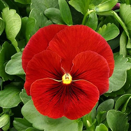 Semi di Viola del Pensiero Gigante Svizzera Rossi, 90 Semi, Varietà Rara, giant red pansy seeds