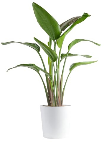 Costa Farms White Bird of Paradise, Strelitzia nicolai, Live Indoor Plant in Décor Planter Pot, Air-Purifying Tropical Houseplant, Housewarming Gift, Living Room, Office, and Home Decor, 2-3 Feet Tall