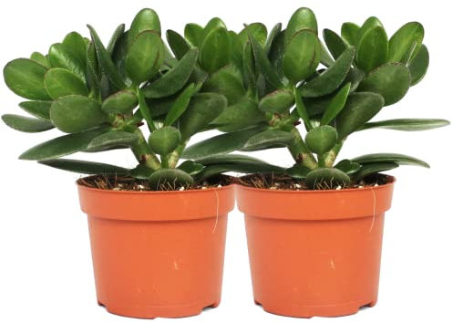 Duo de Suculentas DECOALIVE Set de Dos Plantas de Jade Crassula Ovata