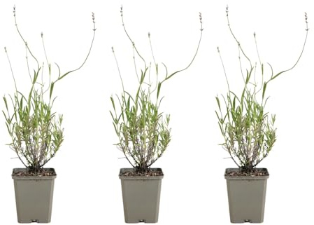 Bloomique - 3er - Set - Lavandula Munstead - Echter Lavendel - Winterhart - Duftend - Mehrjährig - Höhe 10-20 cm - 9 - cm - Topf
