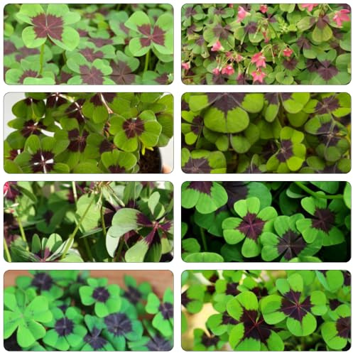 semi di trifoglio fortunato balcone resistente semi giardino letti 400pcs