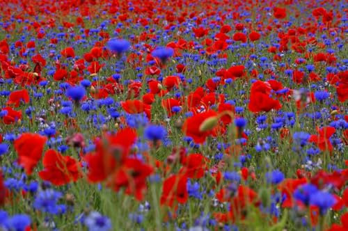 Wildflower Seed Cornfield Annual Red English Poppy Cornflowers Mix British Garden Native Mix (10, Grams)