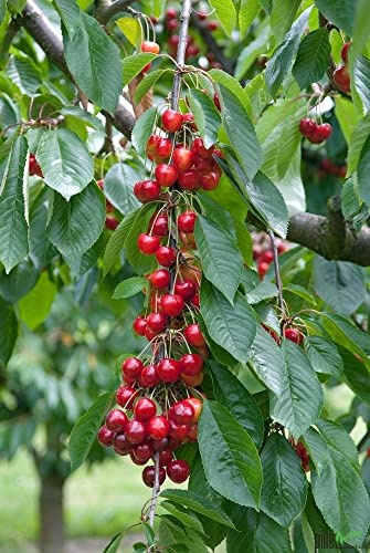 Kirschbaum Büttners Rote Knorpelkirsche | 80-120 cm Lieferhöhe | Historische alte Sorte als Terrassenobst |