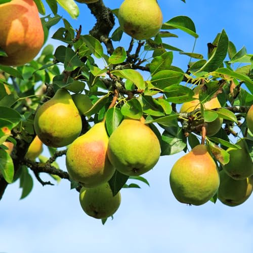 Pear Tree Live Plant 2-3 Feet Height, Bareroot, Pear Fruit Tree Plant Live, Pear Plant Live for Planting, Live Pear Tree