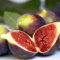 Plant Theory 30cm Fig Little Miss Figgy ('Lmf01') (PBR) Fruit Bush Ficus carica 2L Pot