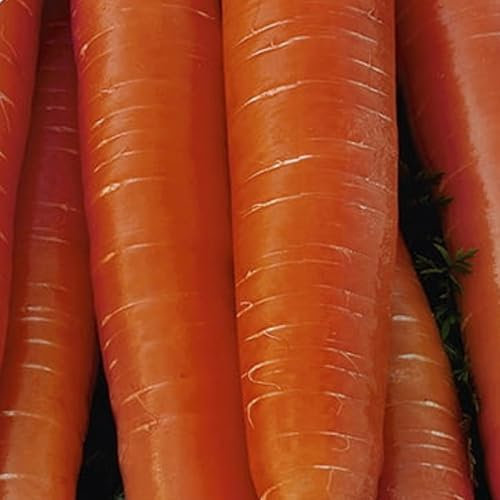 WegAna Darina Semi di Carota Nastro di Semi 6m, Semi di Carota Varietà Tardiva, Semi di Ortaggi Robusti, Semi di Ortaggi, Coltivazione di Semi, Semi per Serra
