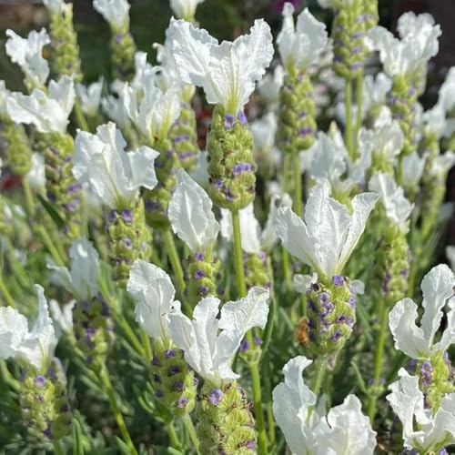 Semi resistenti di lavanda, luoghi soleggiati di lavanda biologici balcone del giardino, perenni resistenti 300pcs