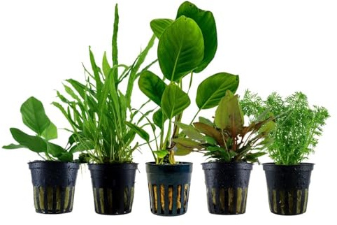 AquaOne Piante per Acquario | 5x Piante Acquatiche di Facile Cura Senza Concimazione CO | Piante da Acquario Anubias Microsorum Cryptocoryne Limnophila | Set Anti-alghe