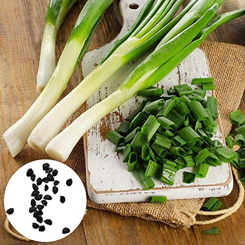 Benoon Semillas De Cebolla Verde, 1 Bolsa Semillas De Cebolla Verde Cálida Alta Tasa De Germinación Semillas De Cebollino Natural Fragantes Para Jardín Semillas de cebolla verde