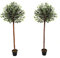 GreenBrokers Tree, Wood, Olive, 5ft (150cm)