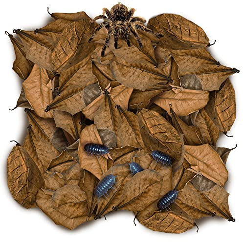 SunGrow 50 Pack Leaf Litter for Spider, Cricket & Isopod, Mini Catappa Dried Indian Almond Leaves, for Vivarium, Terrarium & Aquarium (Mini Leaves (2, 50-Pack))