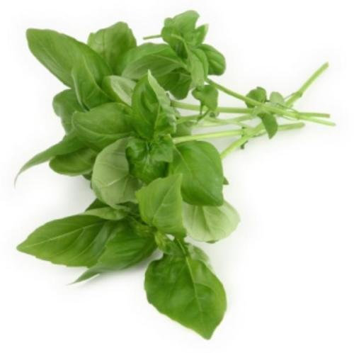 1,56g of chiodplan perfumed Basil semi ~ 1,200 ct Himalayan ~ oriente Tree Indian ~ herb