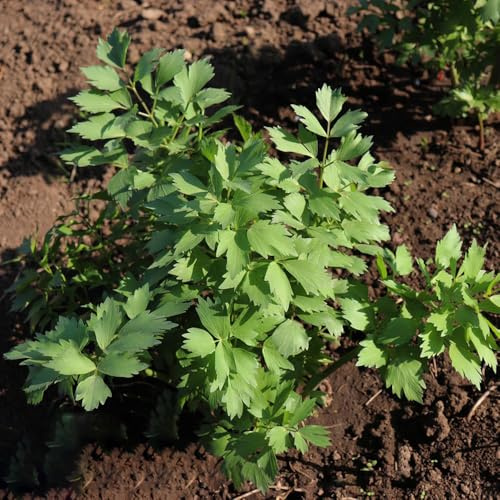 semi di levistico, giardino interno giardino da biologiche balcone rialzato con letto resistenti in vaso da 200pcs