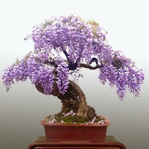 10 particules Mini Bonsai Graines Wisteria arbre intérieur plantes ornementales fleurs Graines