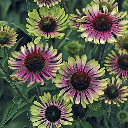 1 x Echinacea purpurea 'Green Twister' (Stauden/Staude/Mehrjährig/Winterhart) Bunt Grüner Purpursonnenhut - Ein einzigartiges Farbspiel für den Garten - sehr Bienenfreundlich - von Stauden Gänge