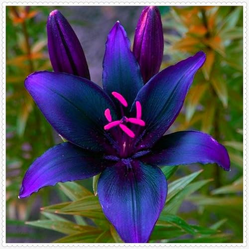 Lily Bulbs for Planting Now UK,Lily Bulbs Potted,Plants,Rhizome,Ornamental,Resistant,Bedding,Gorgeous-4bulbs-F