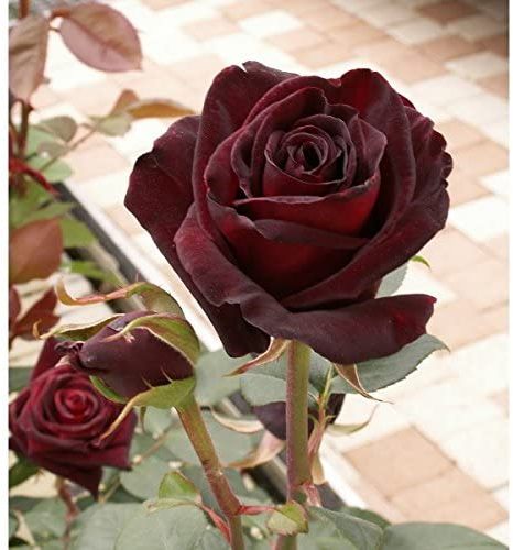 20 Black Baccara Hybrid Seltene Rosen-Samen, Exotische True Blood Rose Blumensamen