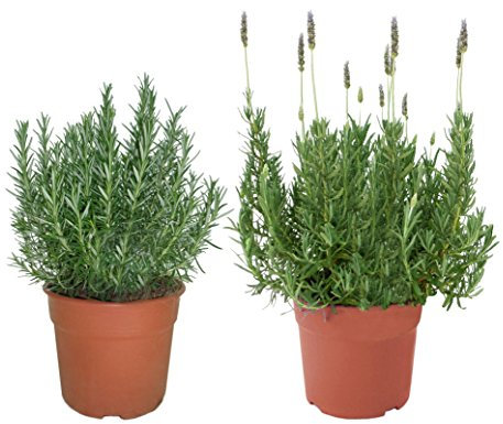 Pack 1 Lavanda y 1 Romero Plantas Naturales En Maceta