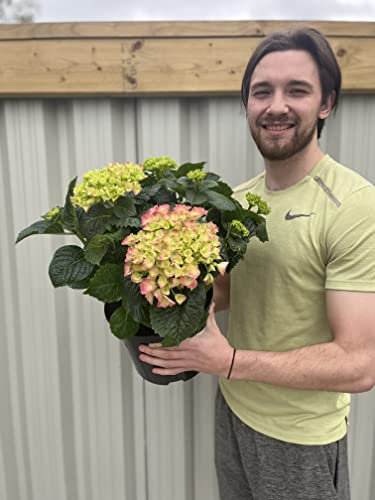 Large Red Hydrangea | Hydrangea Macrophylla | Mop Head Hydrangea | 5L