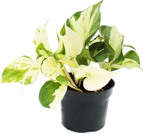 Epipremnum Pinnatum Pearl Jade Planta de Interior Natural