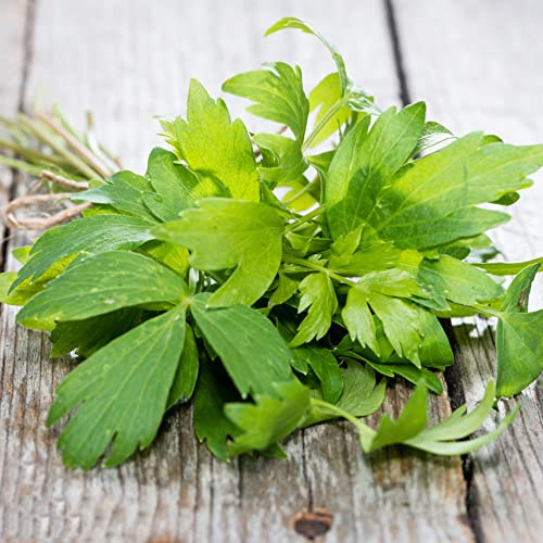 semi di levistico, semi di aromatiche giardino aromatiche resistenti per gli amanti del giardino medicinali da da balcone verdi 100pcs