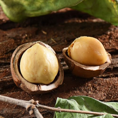 5 pcs haselnussstrauch kaufen samen, haselnuss pflanze winterhart, indoor plants, pflanzensamen, haselnuss samen (Corylus avellana) bäume kaufen, pflanze winterharte balkonpflanzen,